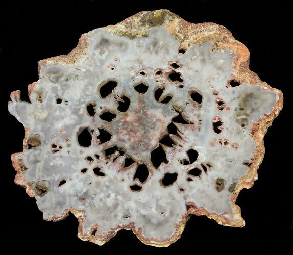 Rhexoxylon Petrified Wood - Zimbabwe #60569